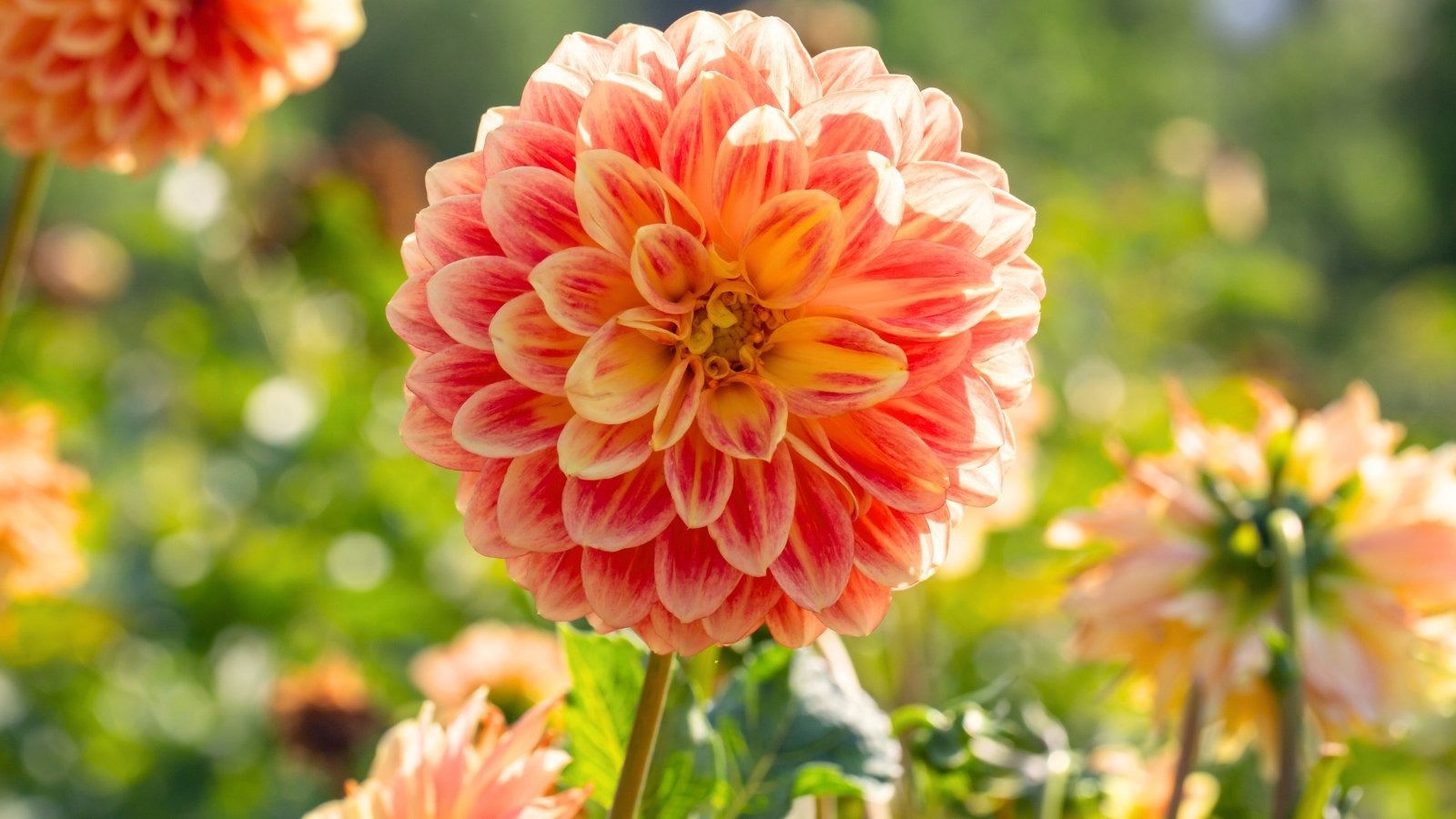 Flower Harvest Shop -Flower Harvest Shop prize winning dahlias tips
